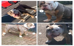 Olde English Bulldogge dogs for sale: Old English bulldog puppies - Image 22