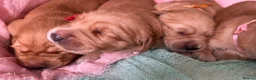 Golden Retriever dogs for sale: KC Golden Retrievers - Health Tested & Home Raised in Trowbridge - Advert 17