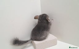 Chinchilla rodents for sale: 2 female chinchillas  - Image 4
