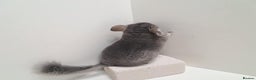 Chinchilla rodents for sale: 2 female chinchillas  - Advert 4