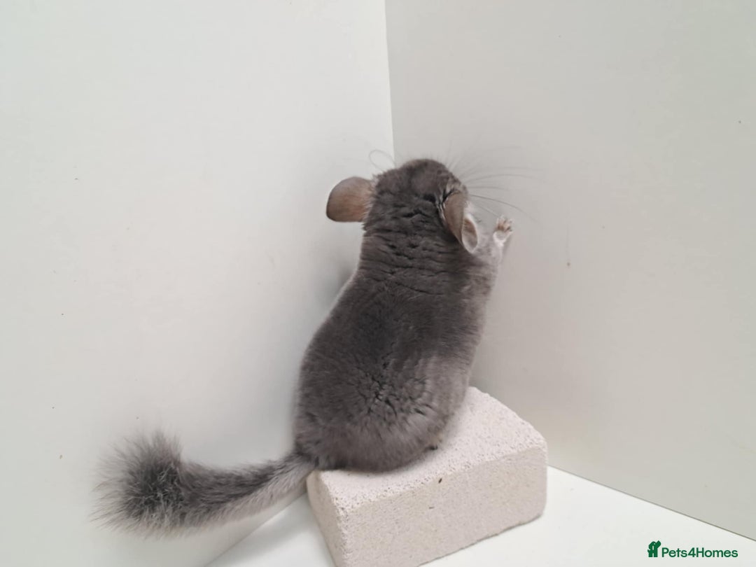 Chinchilla rodents for sale: 2 female chinchillas  - Image 4