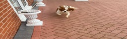 Cavalier King Charles Spaniel dogs for sale: Cavalier, King, Charles - Advert 2