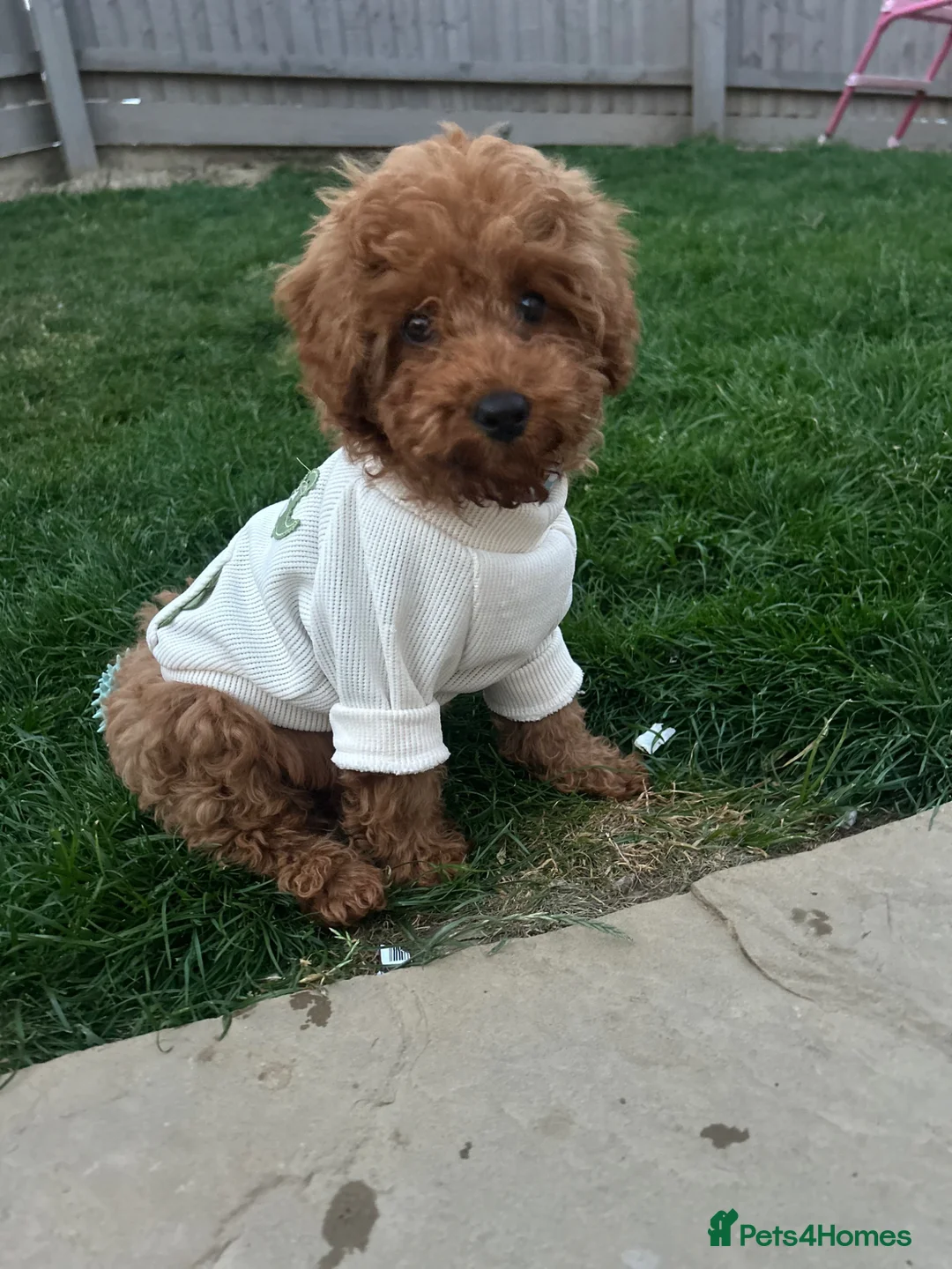 Miniature Poodle dogs for stud: KC Registered pure red miniature poodle STUD 🧡 - Advert 2