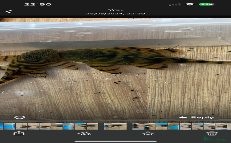 Plecos fish - Advert 12