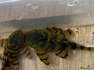 Plecos fish - Advert 28