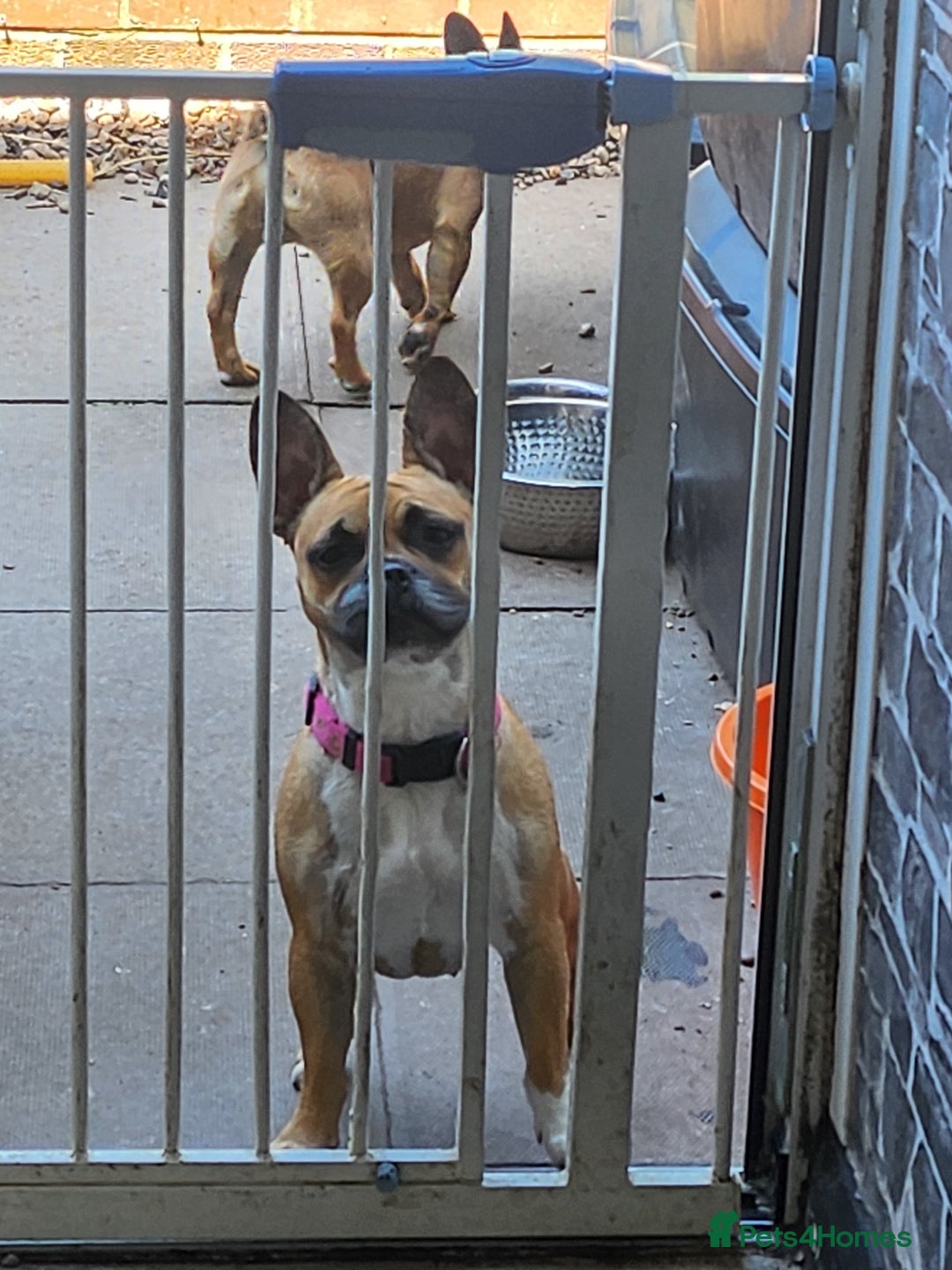 Mixed Breed dogs for sale: Rudy  - Image 1
