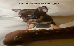 Chihuahua dogs for sale: Tiny chihuahua puppies  - Image 8