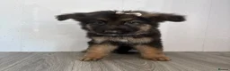 German Shepherd dogs for sale: Beautiful  German Shepherd puppies in Cradley Heath - Advert 4