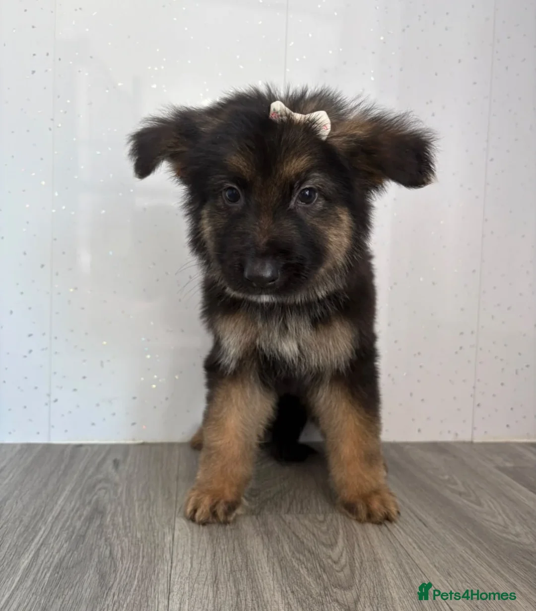 German Shepherd dogs for sale: Beautiful  German Shepherd puppies in Cradley Heath - Advert 4