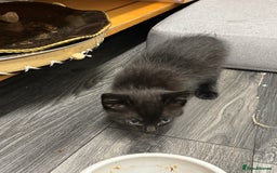 Mixed Breed cats for sale: Need to go ASAP - Image 3