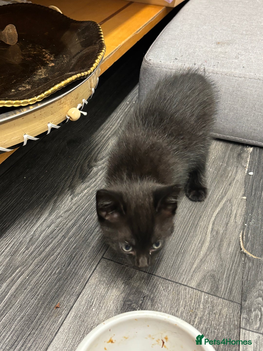 Mixed Breed cats for sale: Need to go ASAP - Image 3
