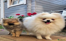 Pomeranian dogs for sale: Purebred Pomeranian Puppy male KC Reg - Image 4