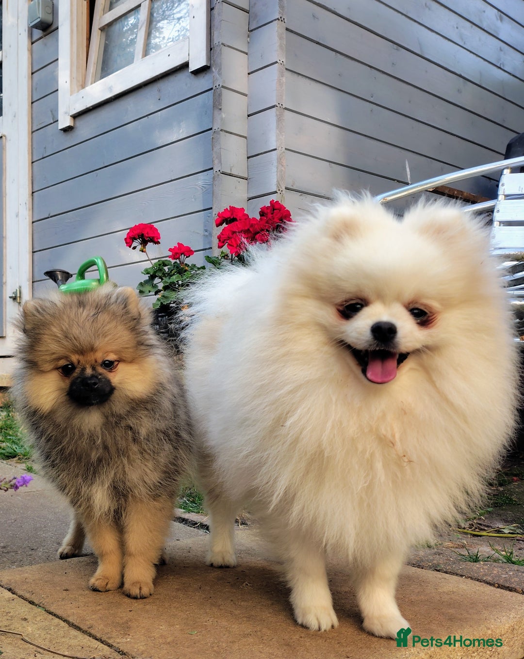 Pomeranian dogs for sale: Purebred Pomeranian Puppy male KC Reg - Image 4