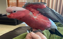 Mixed Breed birds for sale: Available Birds and Parrots - Image 3