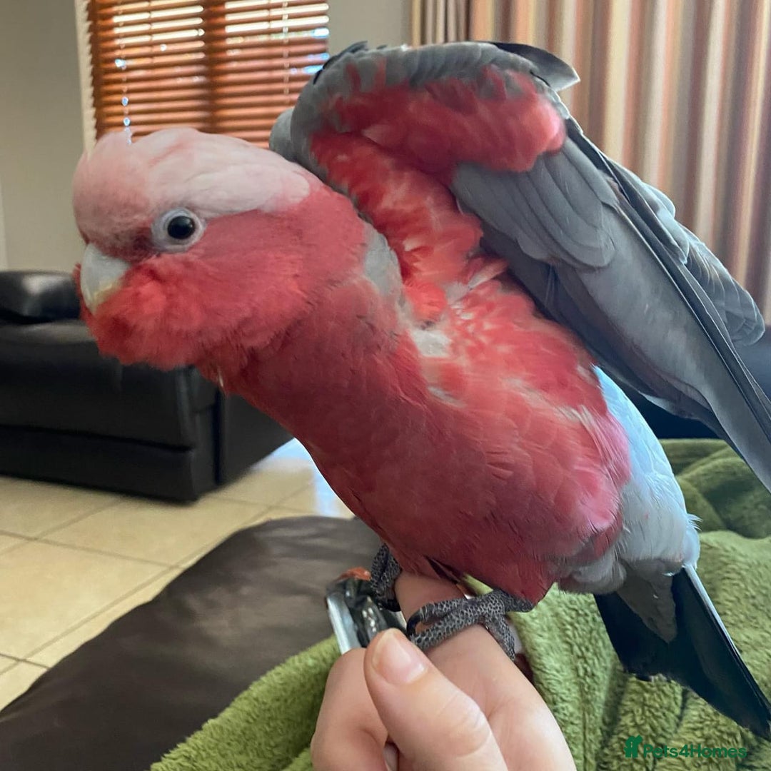 Mixed Breed birds for sale: Available Birds and Parrots - Image 3