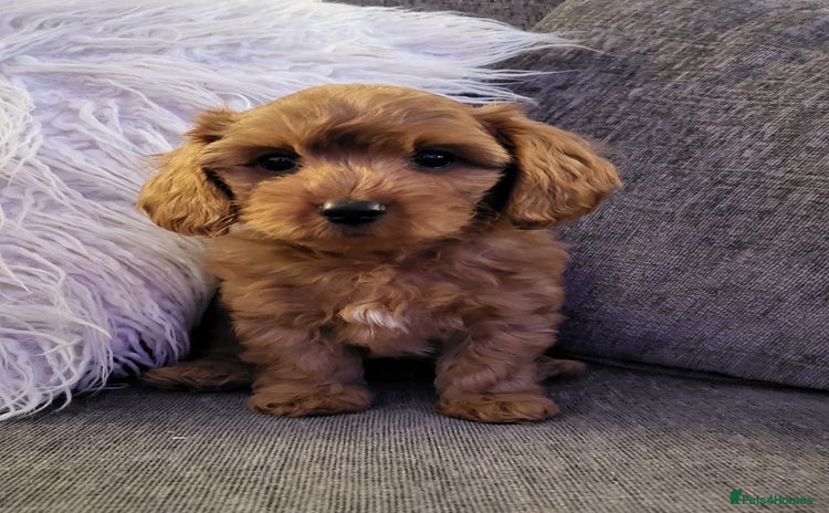 Cavapoochon dogs - Advert 2