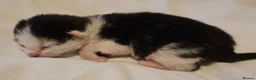Mixed Breed cats for sale: 1 week old beautiful mixed breed kittens  - Advert 7