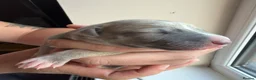 Whippet dogs for sale: Beautiful whippet puppies - Advert 12