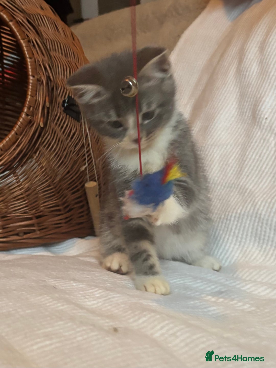 Mixed Breed cats for sale: Maine-Coon x British Blue Kittens.  - Advert 11