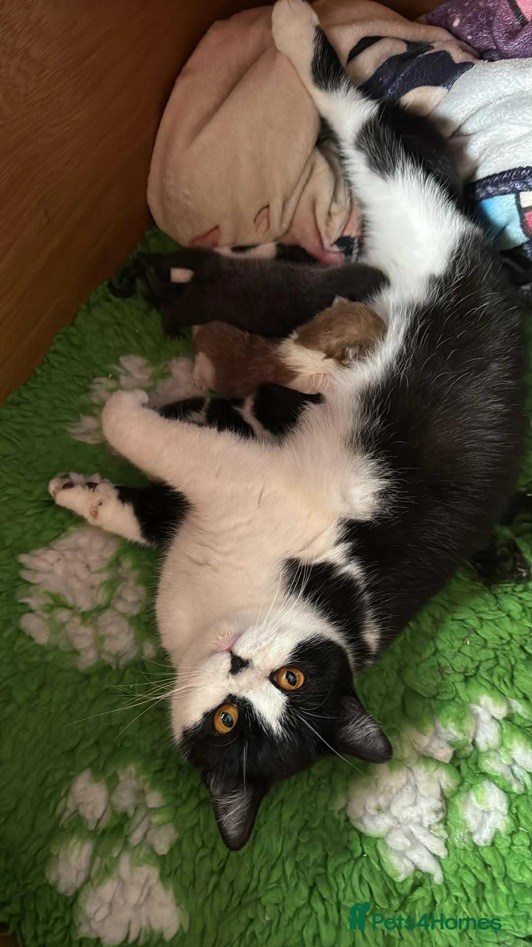 British Longhair cats for sale: British Boys - Advert 3