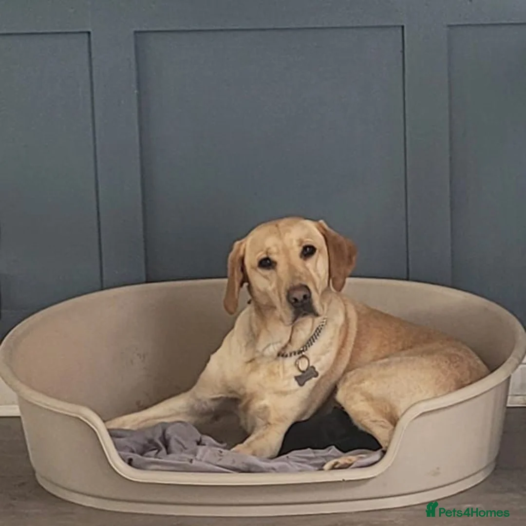Labrador Retriever dogs for sale: Adorable Labrador Puppies for Sale! - Advert 2
