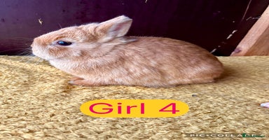 Netherland Dwarf rabbits - Advert 6