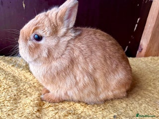 Netherland Dwarf rabbits - Advert 2