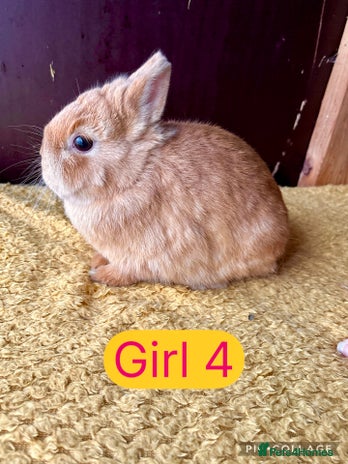 Netherland Dwarf rabbits - Advert 1