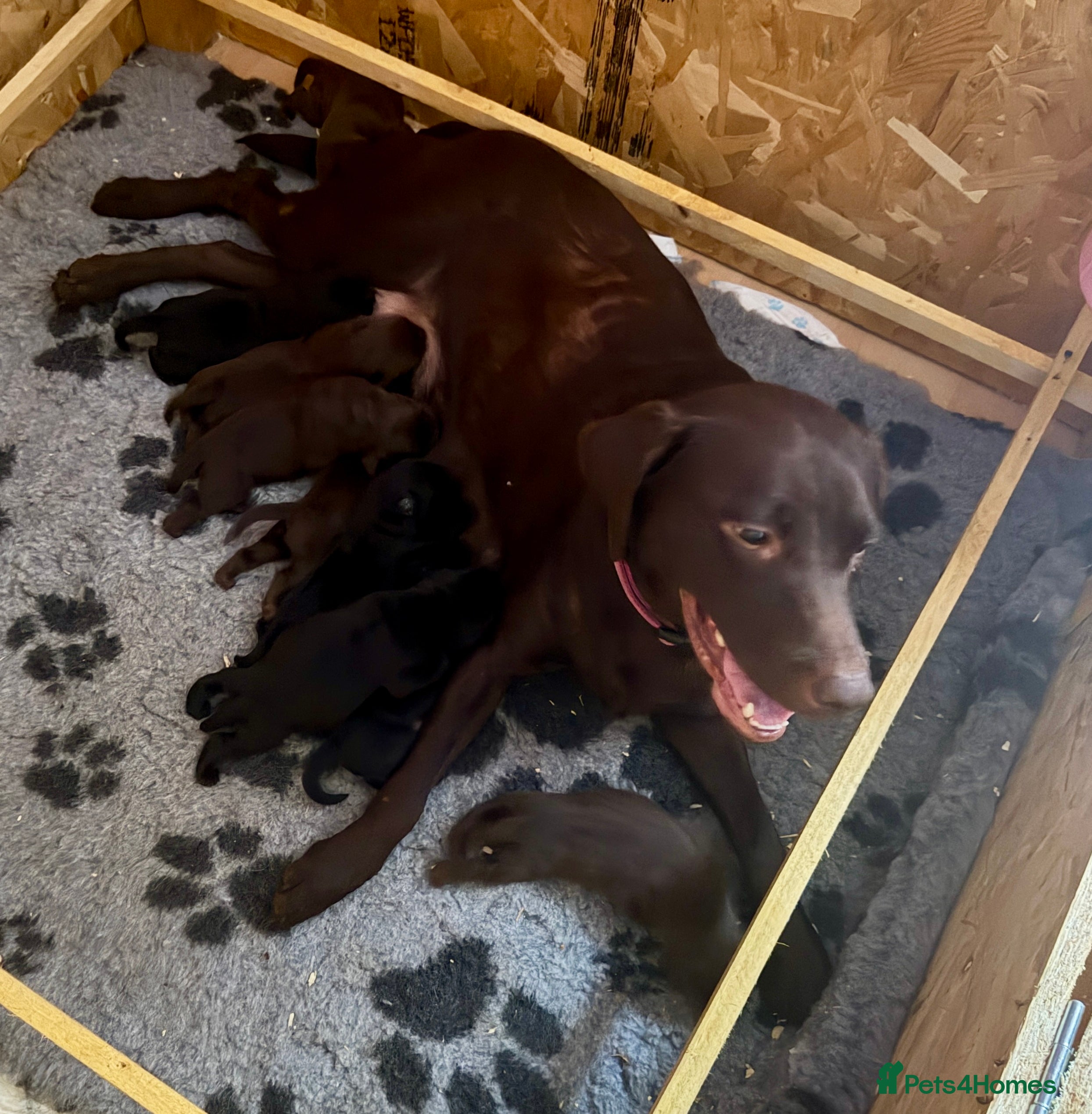 Labrador Retriever dogs Beautiful litter - Advert 12