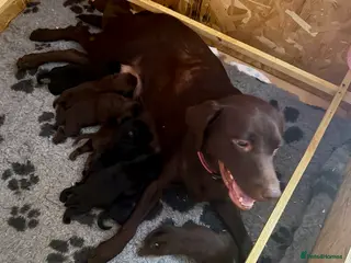 Labrador Retriever dogs Beautiful litter - Advert 3