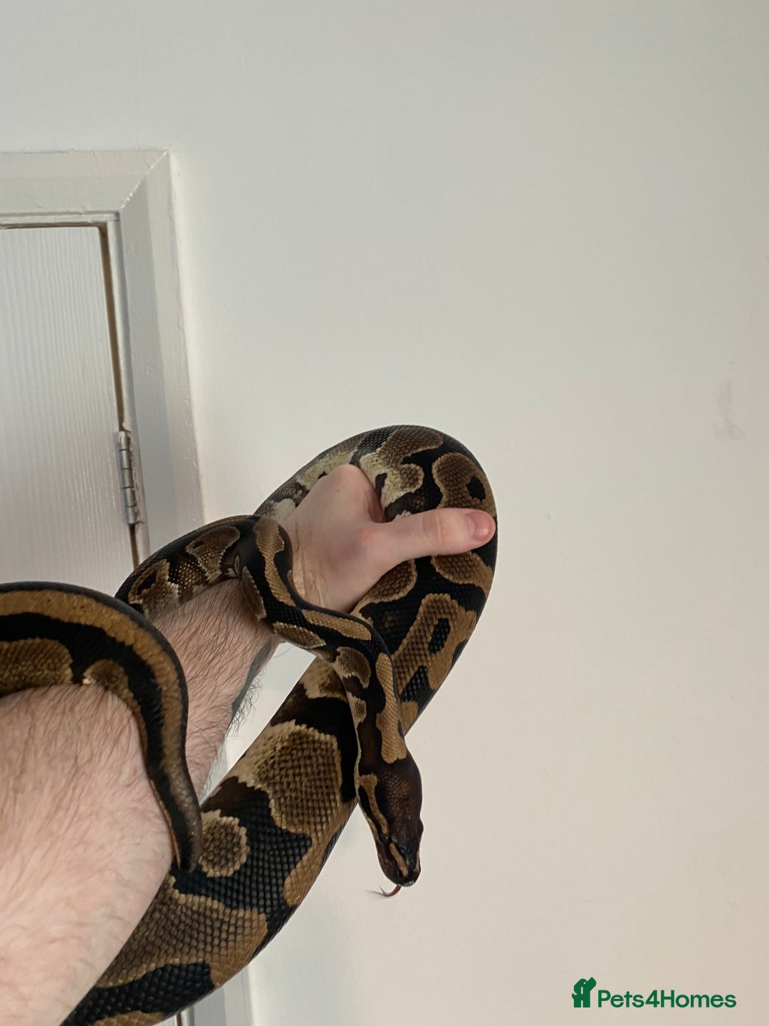 Python Snake reptiles for sale: Ball python for rehoming with full set up  - Advert 2