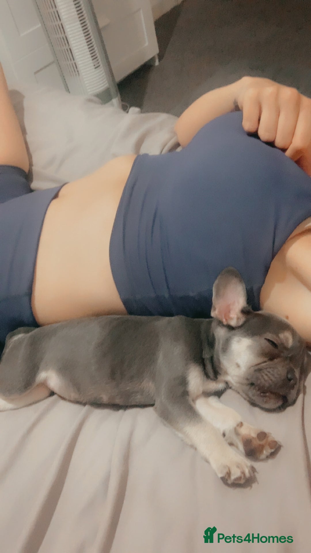 French Bulldog dogs for sale: French bulldog puppy - Image 3