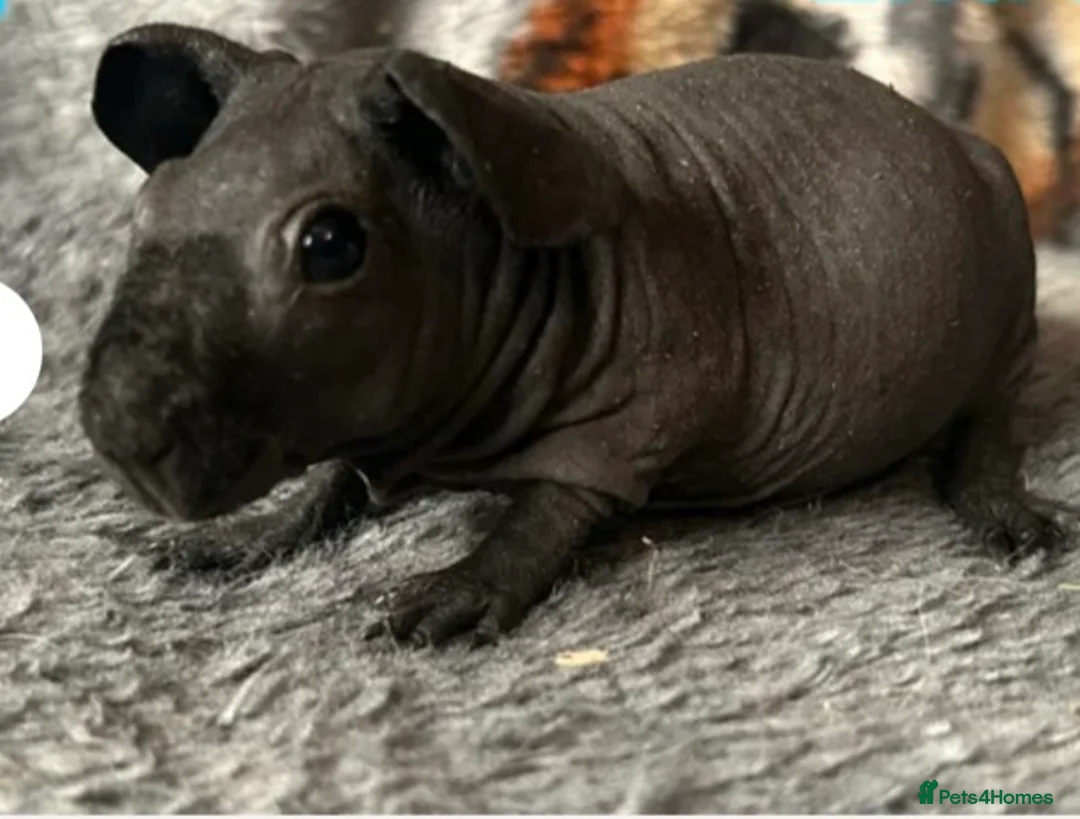 Guinea Pig rodents for sale: Skinny warewolf piggie - Advert 1