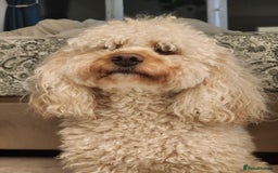 Cavapoo dogs for stud: Cavapoo male for stud in London  - Image 5