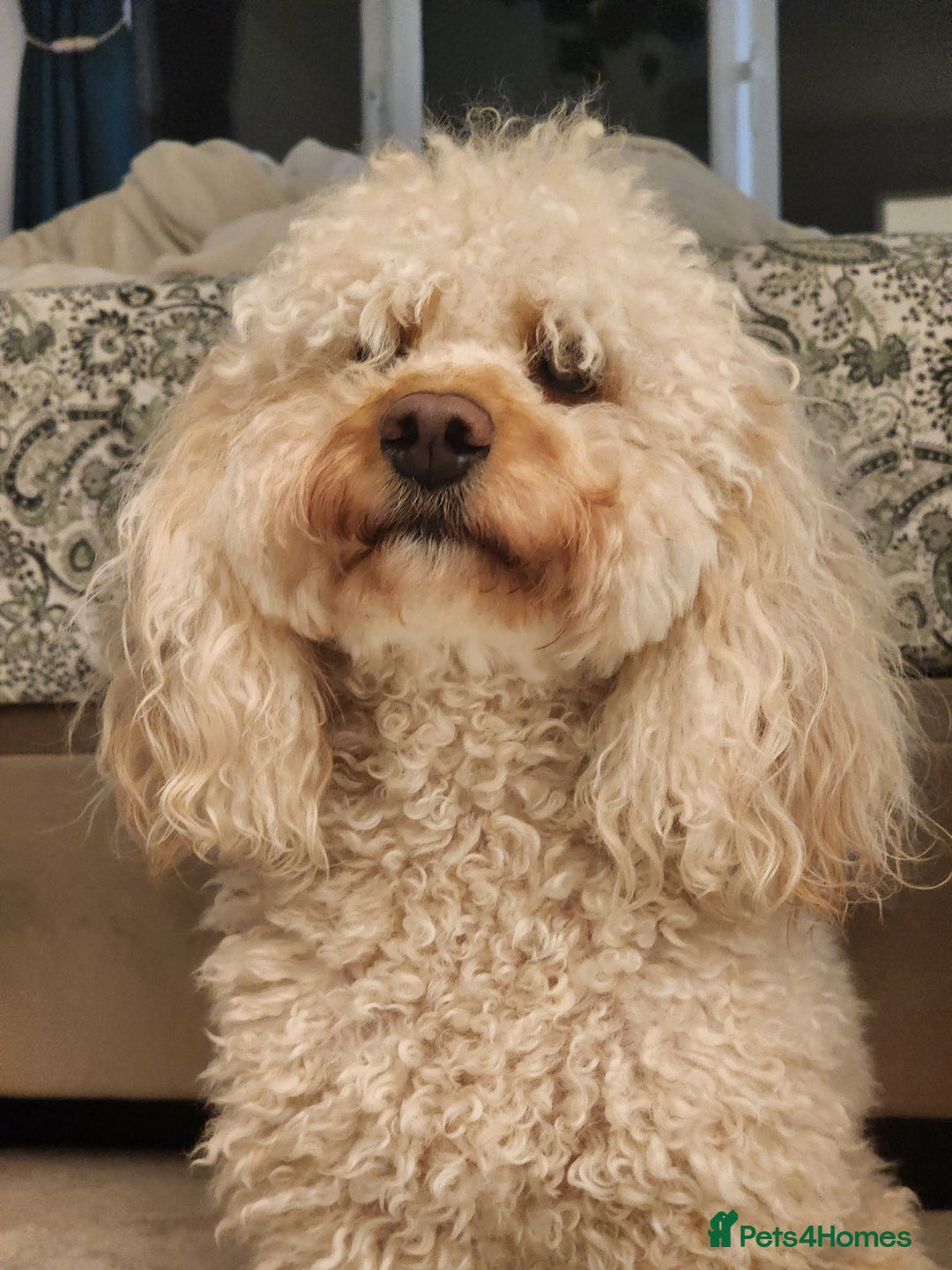 Cavapoo dogs for stud: Cavapoo male for stud in London  - Image 5