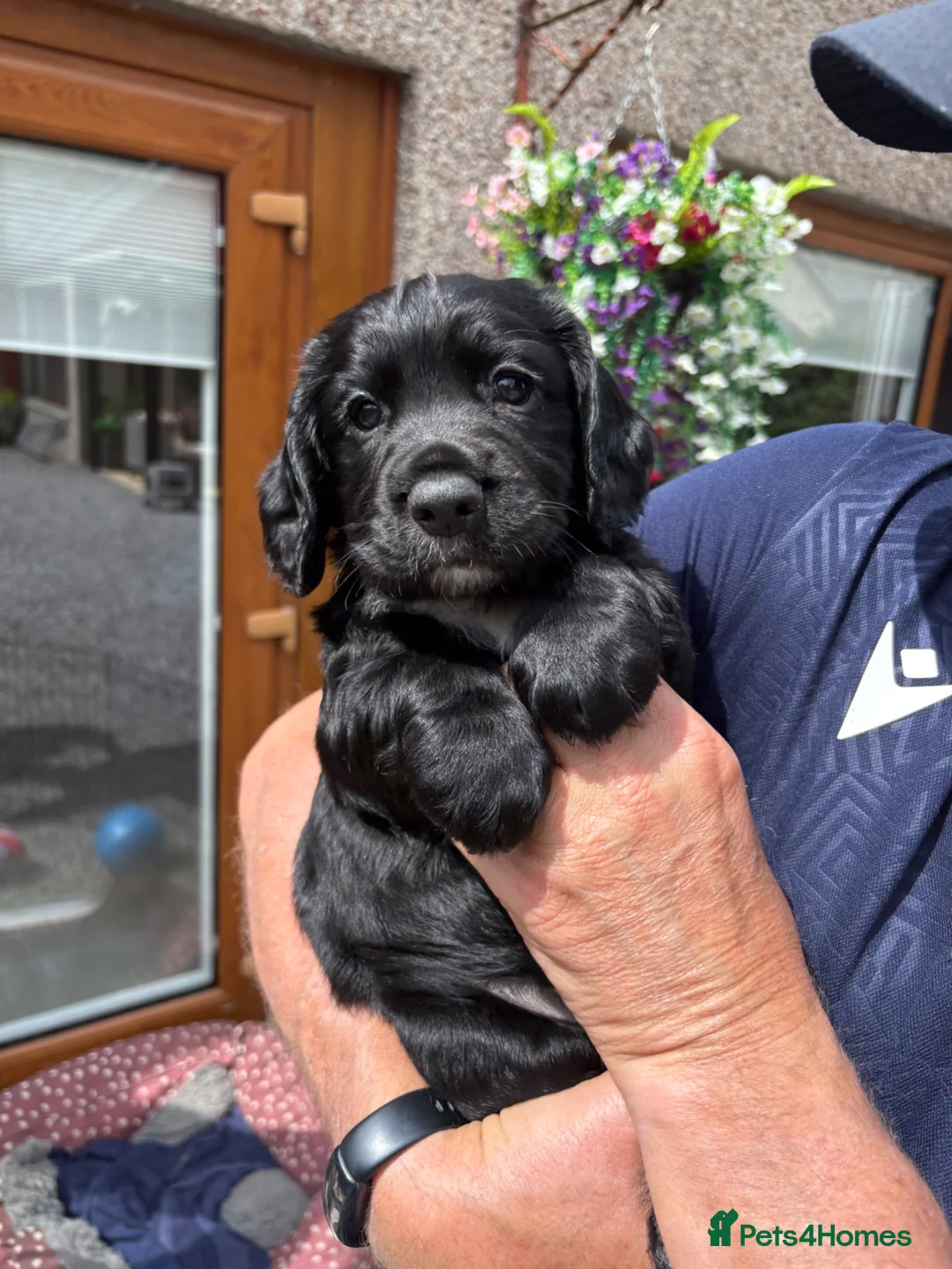Cocker Spaniel dogs for sale: Cocker spaniel puppies - Advert 2