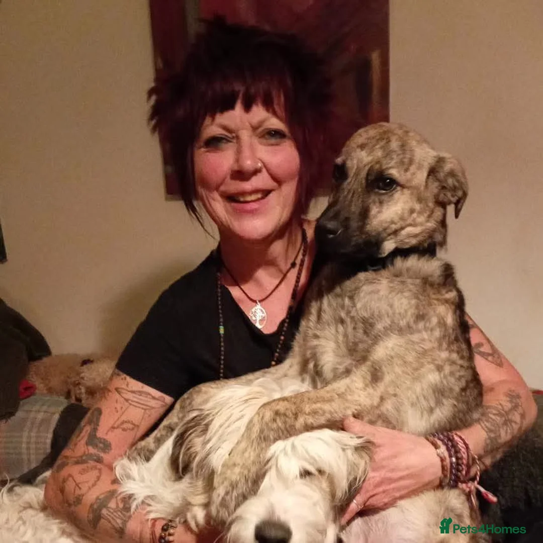 Mixed Breed dogs for adoption: Meet Chopsey in Shaftesbury - Advert 2