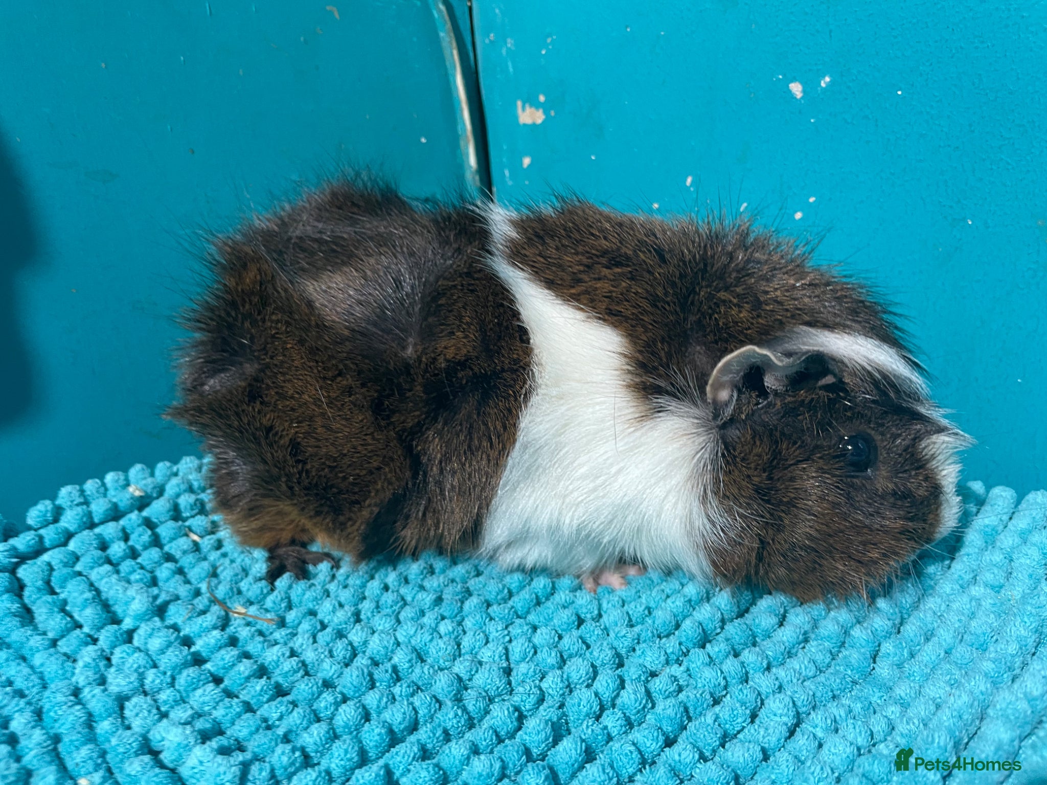 Guinea Pig rodents Lovely Male Guinea pig  - Advert 9
