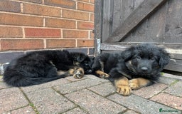 German Shepherd dogs for sale: READY TO GO Long Haired German Shepherd Puppies - Image 5