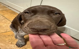 German Shorthaired Pointer dogs for sale: stunning German Shorthaired Pointer Pups  - Image 6