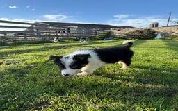 Border Collie dogs for sale: 🖤🤍🤎Fabulous Border Collies 🖤🤍🤎 - Image 11