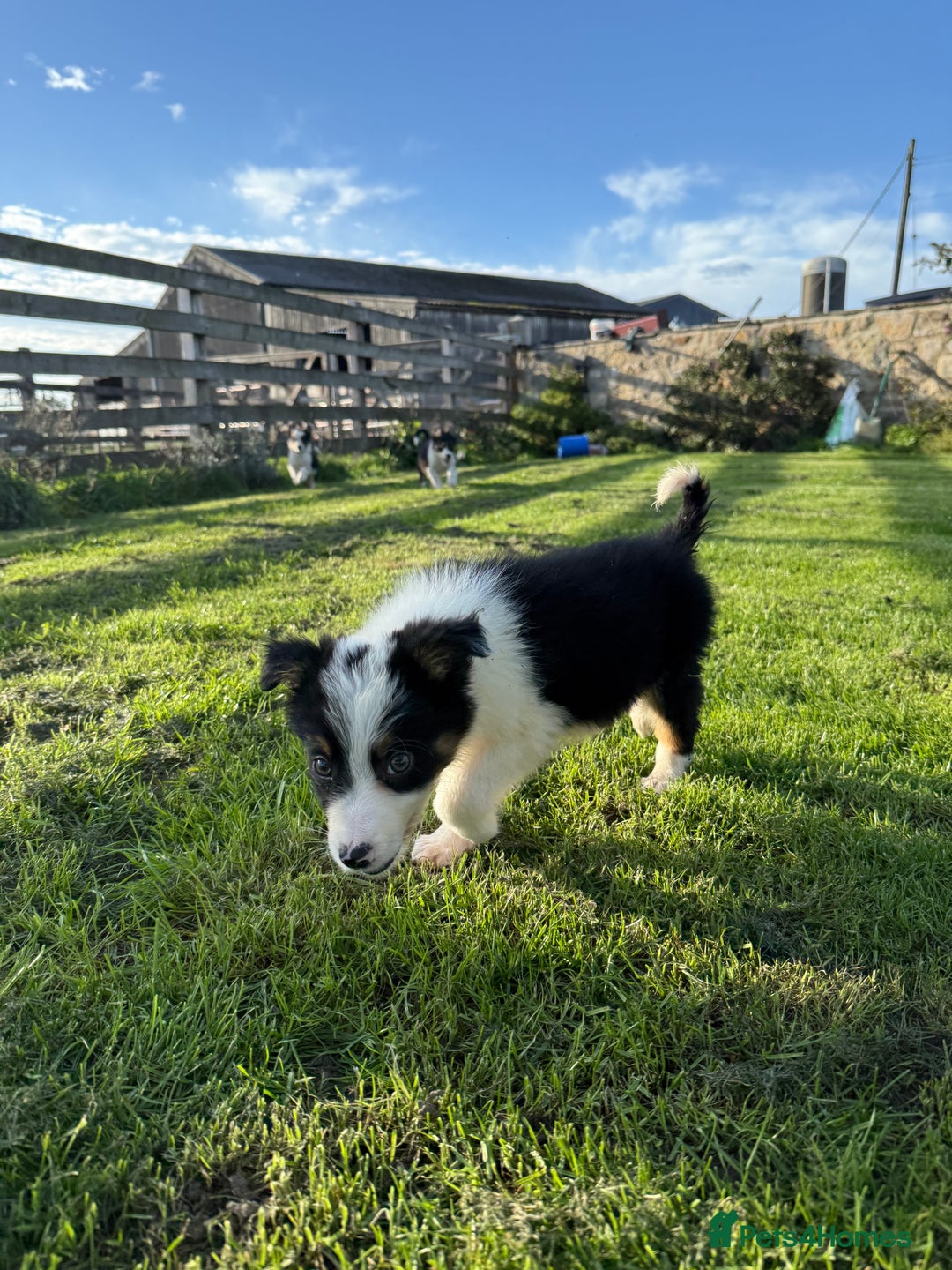 Border Collie dogs for sale: 🖤🤍🤎Fabulous Border Collies 🖤🤍🤎 - Image 11
