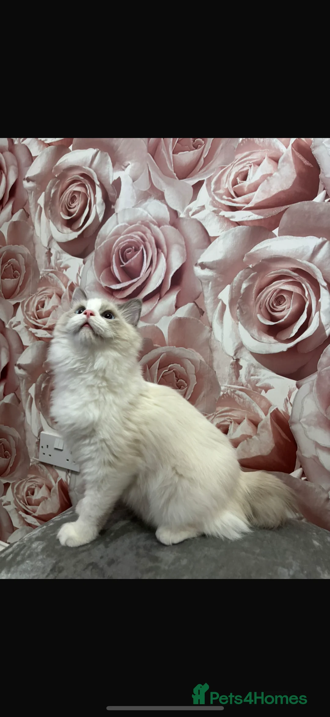 Ragdoll cats for sale: BI COLOUR RAGDOLL BOYS LOOKING FOR NEW HOMES  - Advert 1