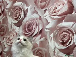 Ragdoll cats BI COLOUR RAGDOLL BOYS LOOKING FOR NEW HOMES - Advert 1