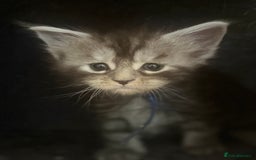 Maine Coon cats for sale: TICA registered russian poly and non poly kittens - Image 7