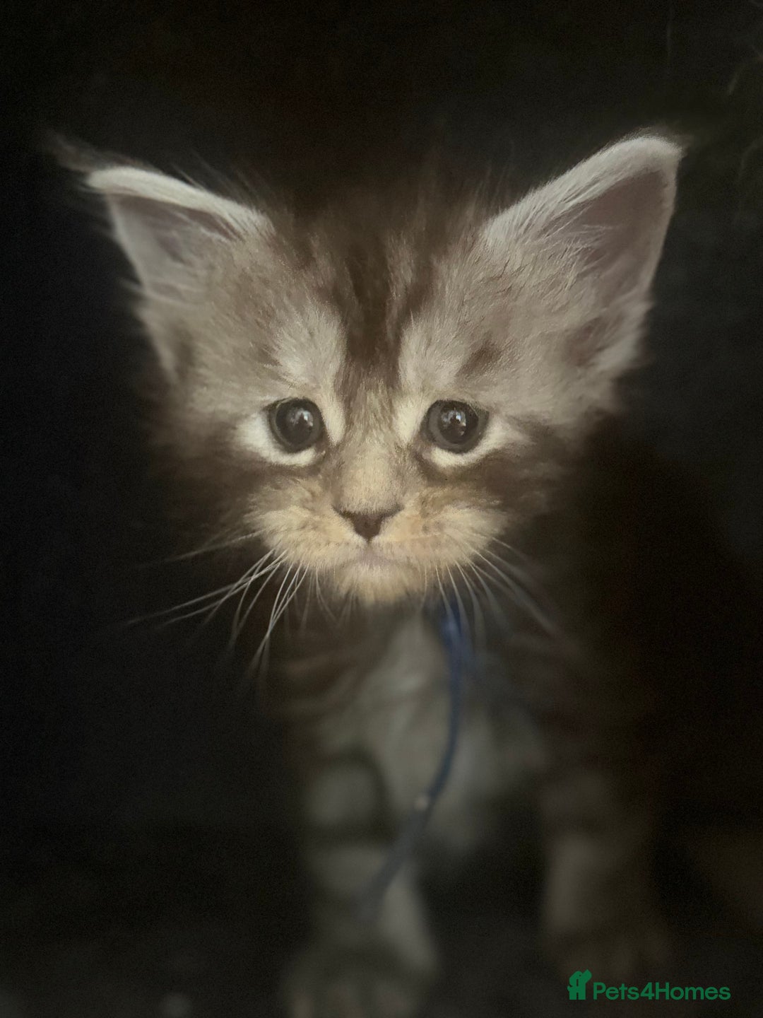 Maine Coon cats for sale: TICA registered russian poly and non poly kittens - Image 7