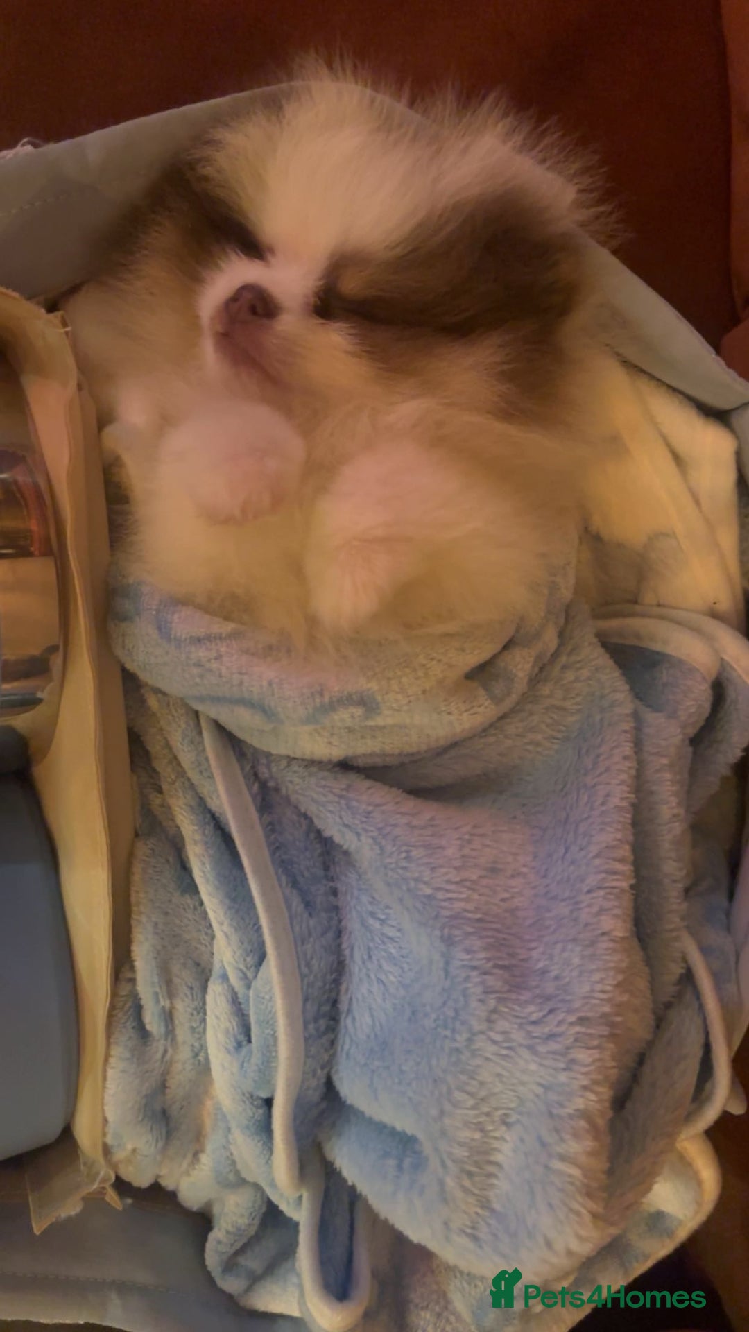 Pomeranian dogs for sale: Everest - Advert 7