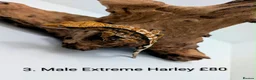 Gecko reptiles for sale: Stunning Crested Geckos - Advert 2
