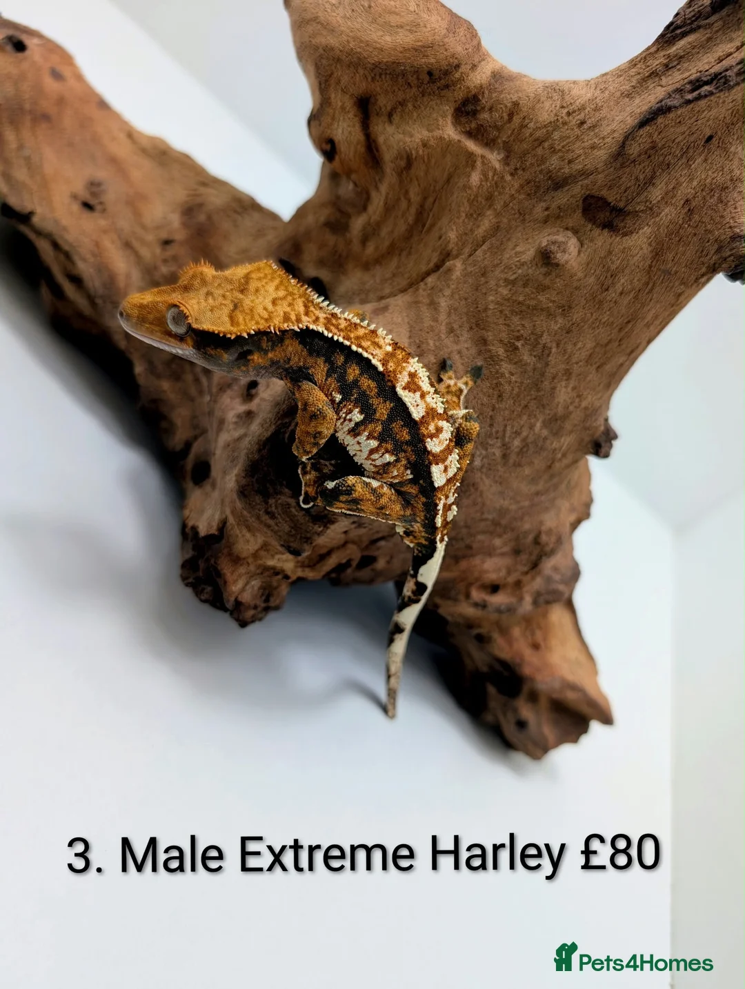 Gecko reptiles for sale: Stunning Crested Geckos - Advert 2