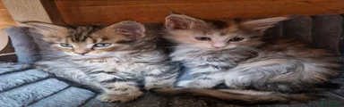Maine Coon 8